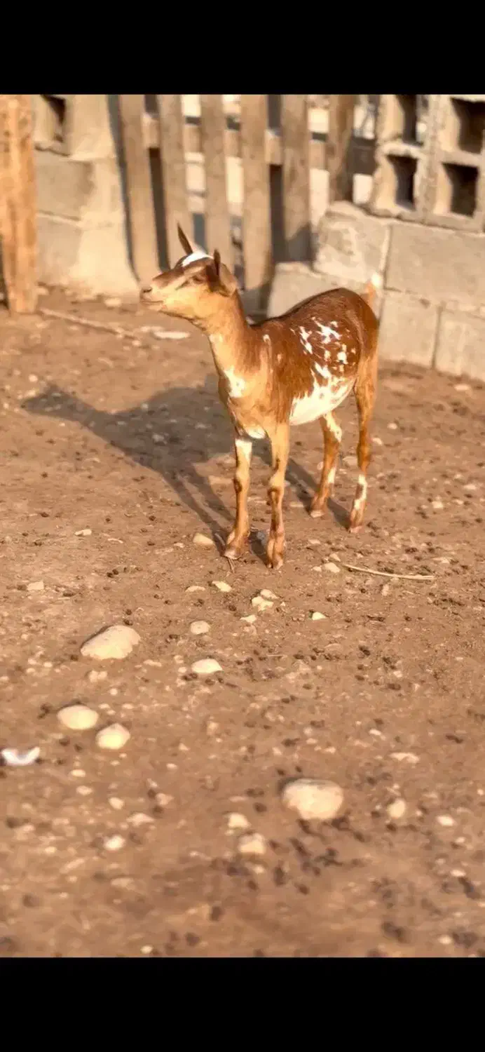 نابی بزغا|حیوانات مزرعه|سمنان, |دیوار