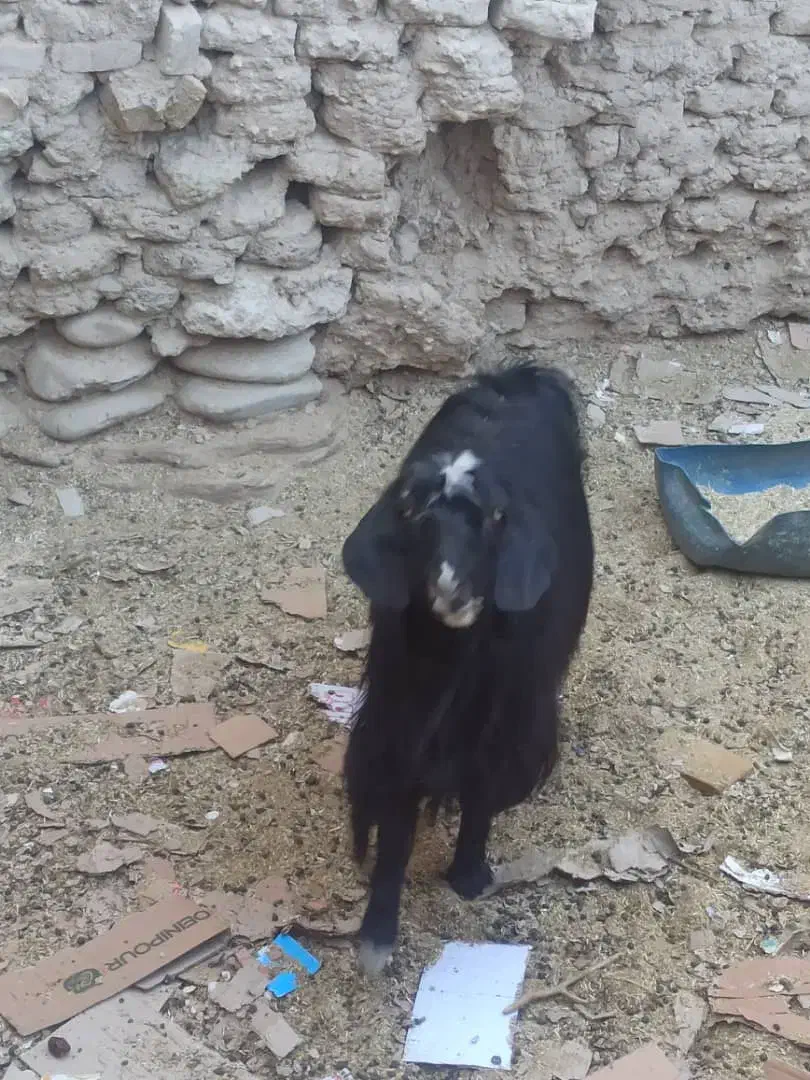 گوسفند چاق وچله|حیوانات مزرعه|سراوان, |دیوار