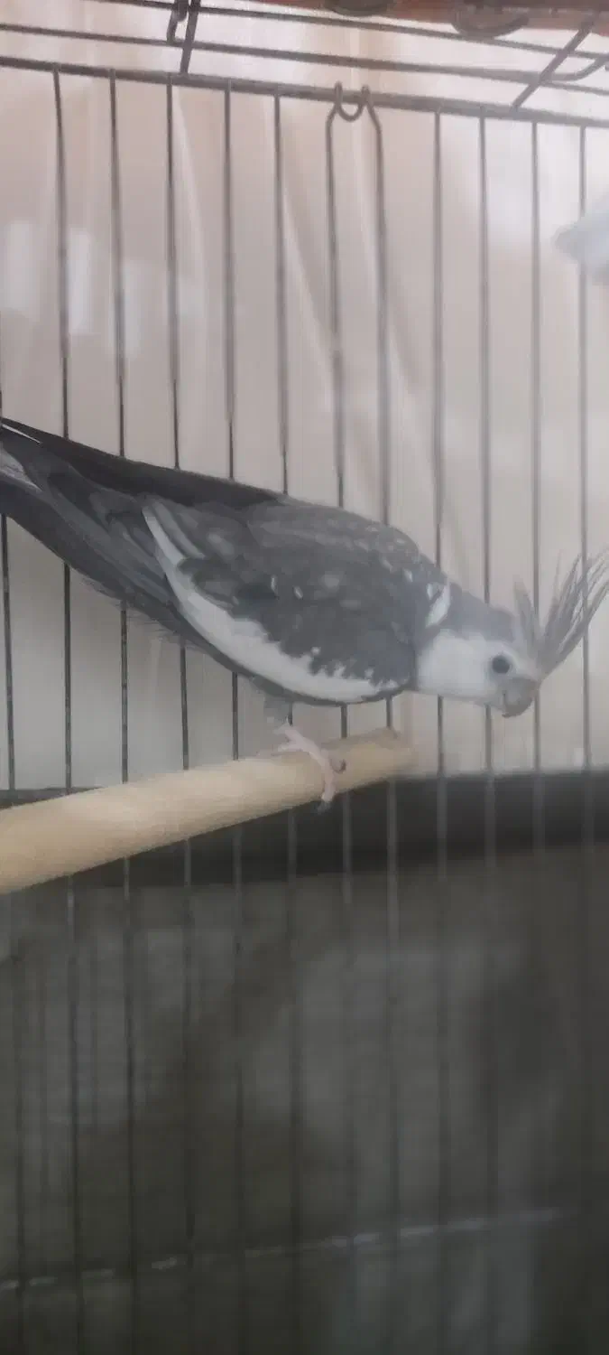 پرنده|پرنده|قشم, |دیوار