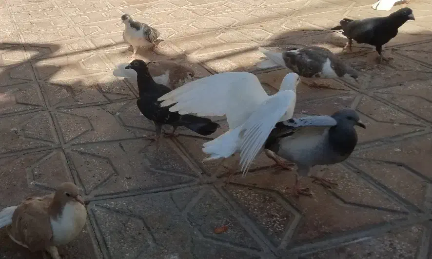 12 کفتر (توافقی)|پرنده|تربت‌حیدریه, کلاته توکلی|دیوار