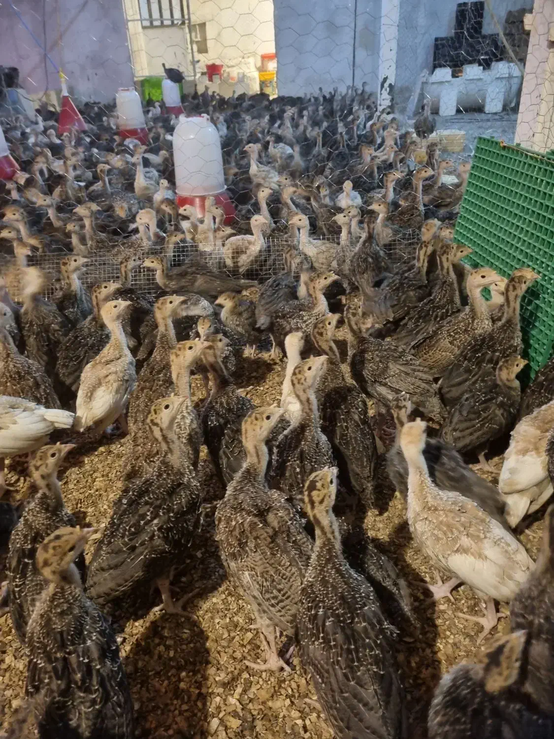 جوجه بوقلمون برنز و بوربن 35 روزه|حیوانات مزرعه|شهریار, رزکان|دیوار