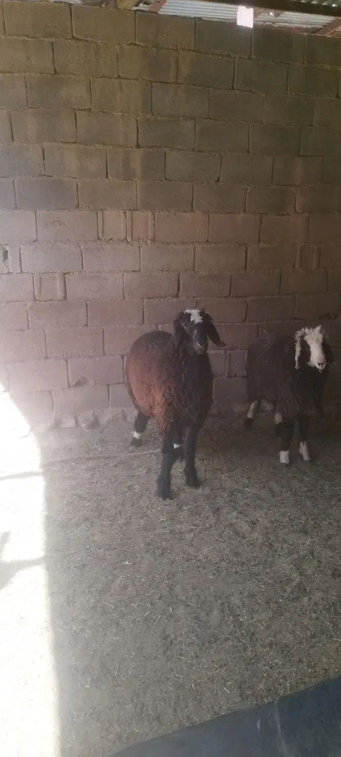 بره قوچ شال|حیوانات مزرعه|طسوج, |دیوار