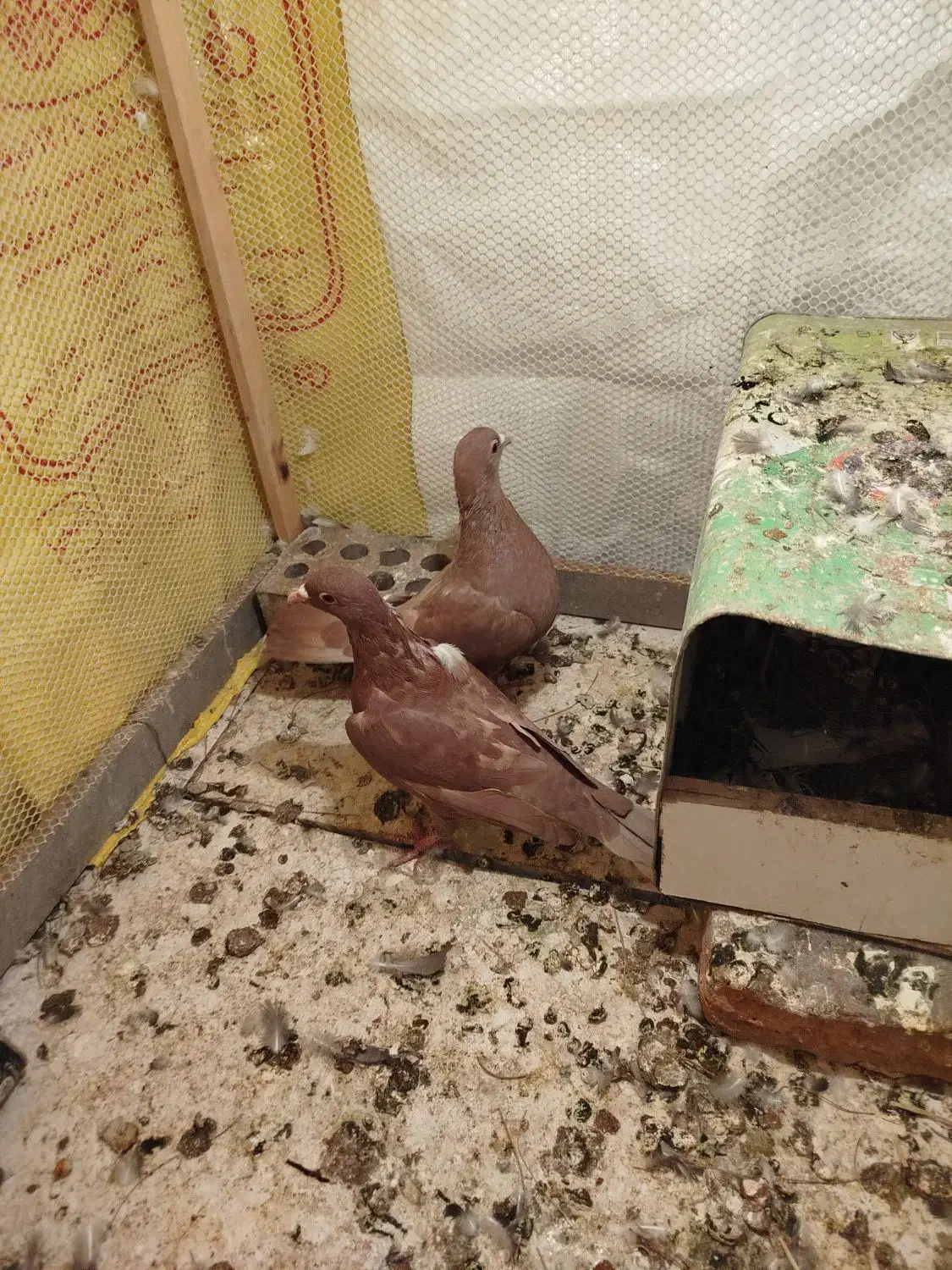 کفتر گلی|پرنده|زرند, |دیوار