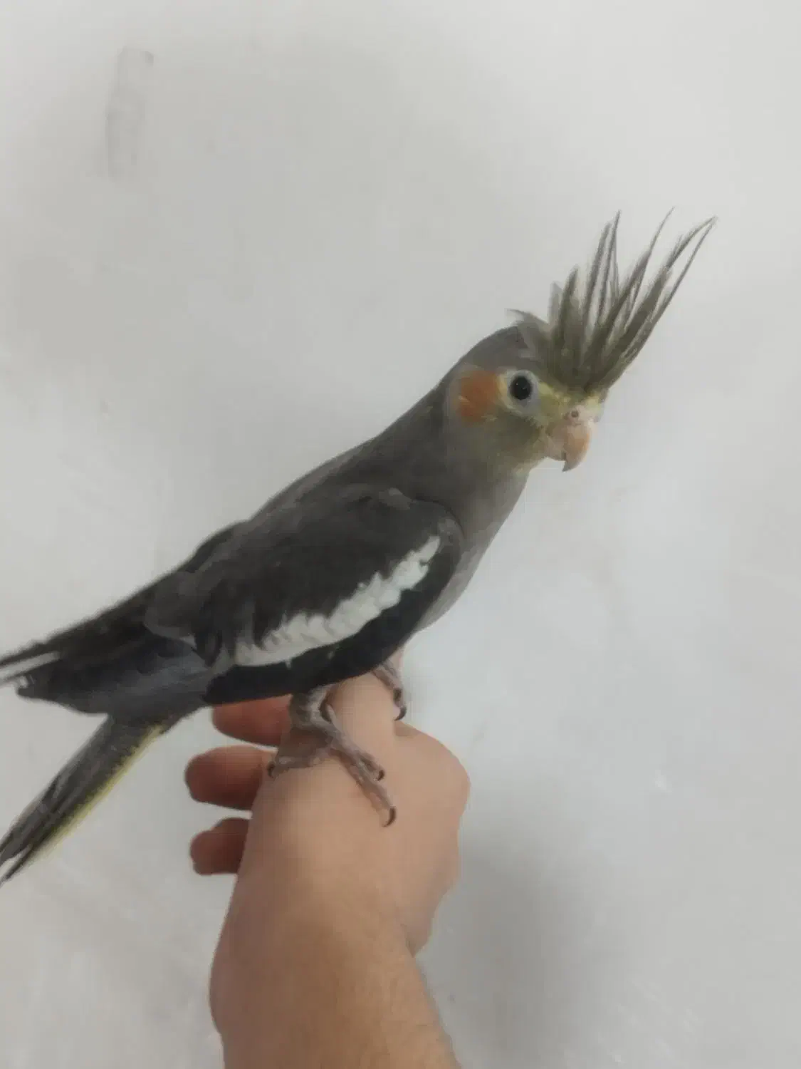 جوجه عروس هلندی های نر و ماده رام دستی|پرنده|پاکدشت, پاکدشت (مامازند)|دیوار