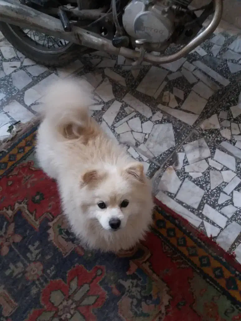 سگ پاکوتاه پومرانیان|سگ|قائمشهر, |دیوار