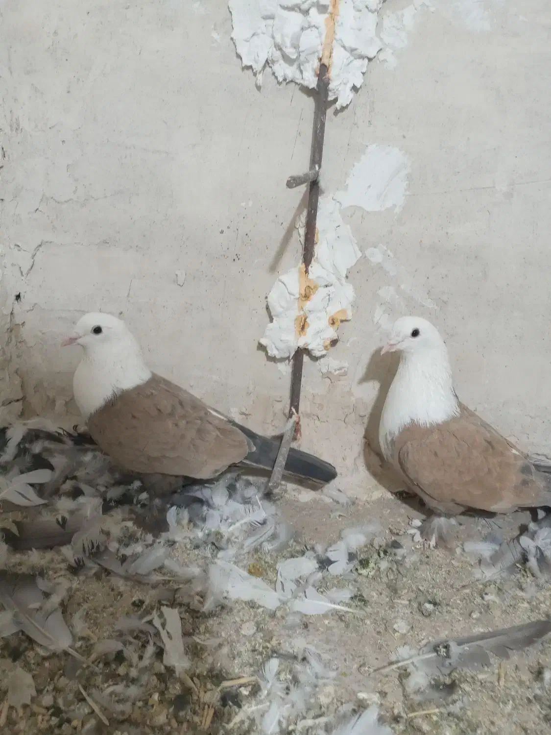 کلاغ کربلایی زرد|پرنده|رادکان, |دیوار