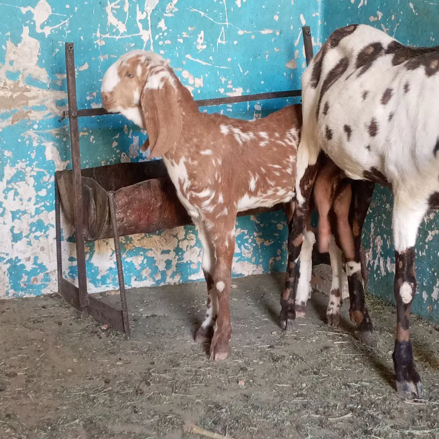 شنک ماده پنجاب|حیوانات مزرعه|سراوان, |دیوار