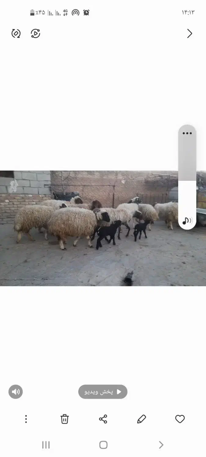 گوسفندوبره|حیوانات مزرعه|کرمانشاه, |دیوار