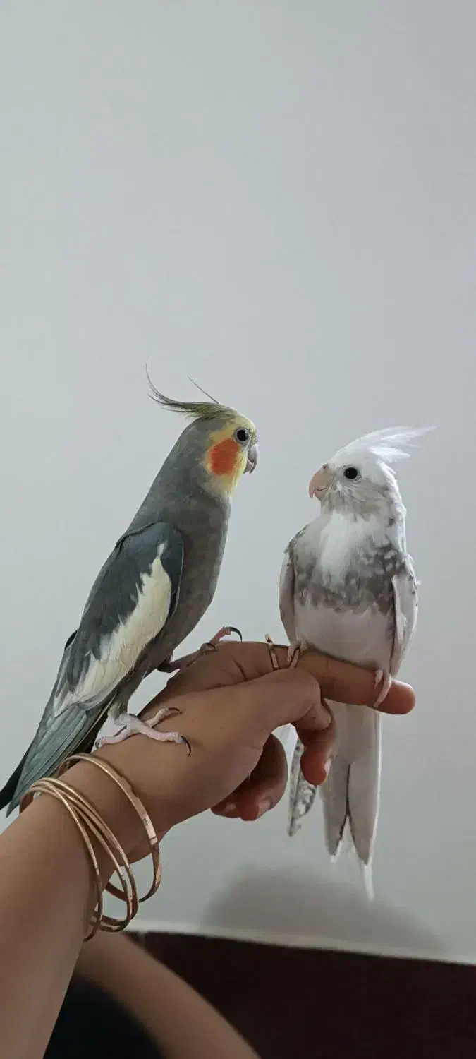 عروس هلندی|پرنده|بوئین زهرا, |دیوار