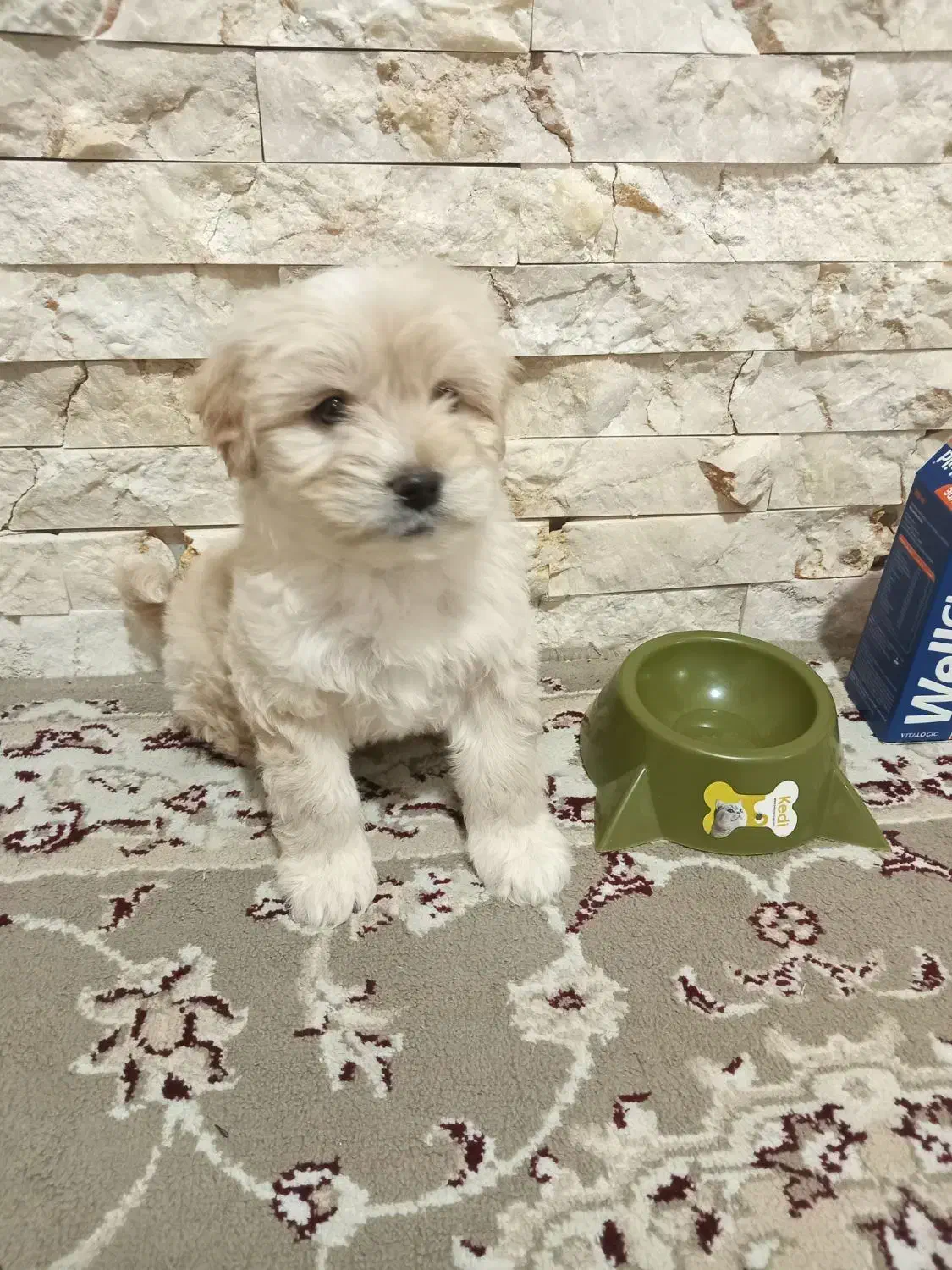 واگذاری سگ شیتزو|سگ|رباط‌کریم, الارد|دیوار