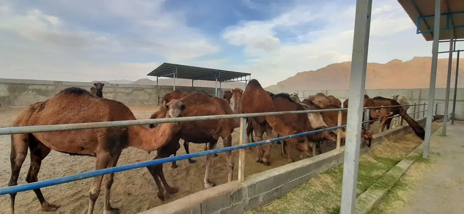 شتر برای پروار و کشتار|حیوانات مزرعه|مبارکه, |دیوار