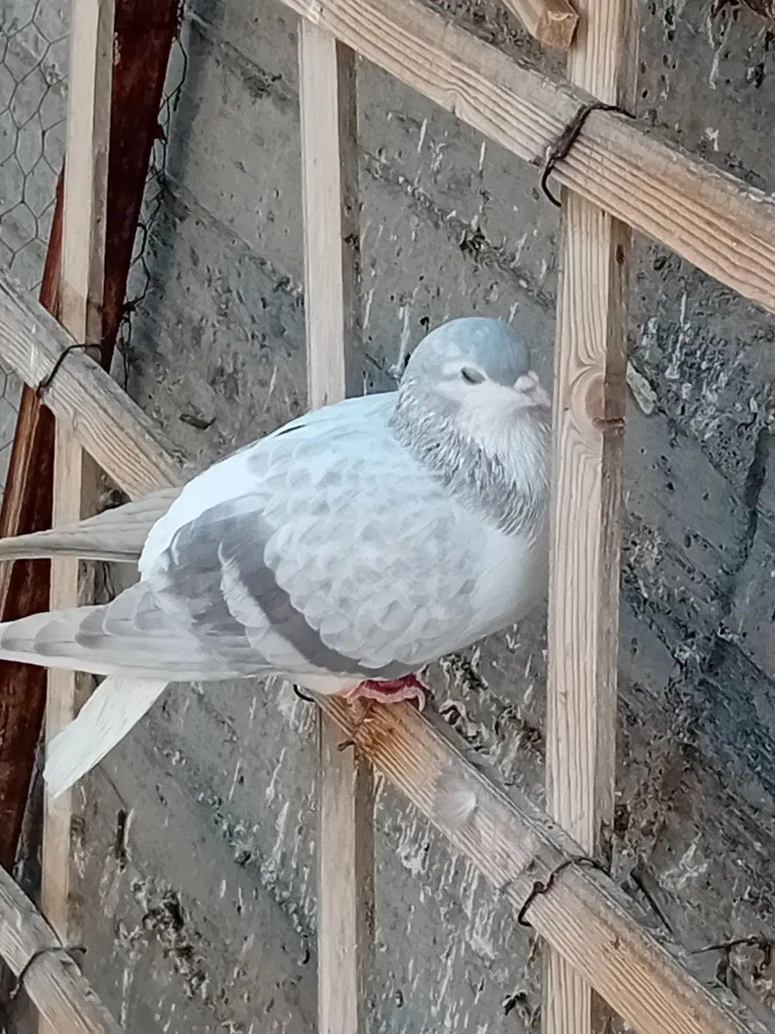 کفتر رنگی|پرنده|مشهد, شهرک ابوذر|دیوار