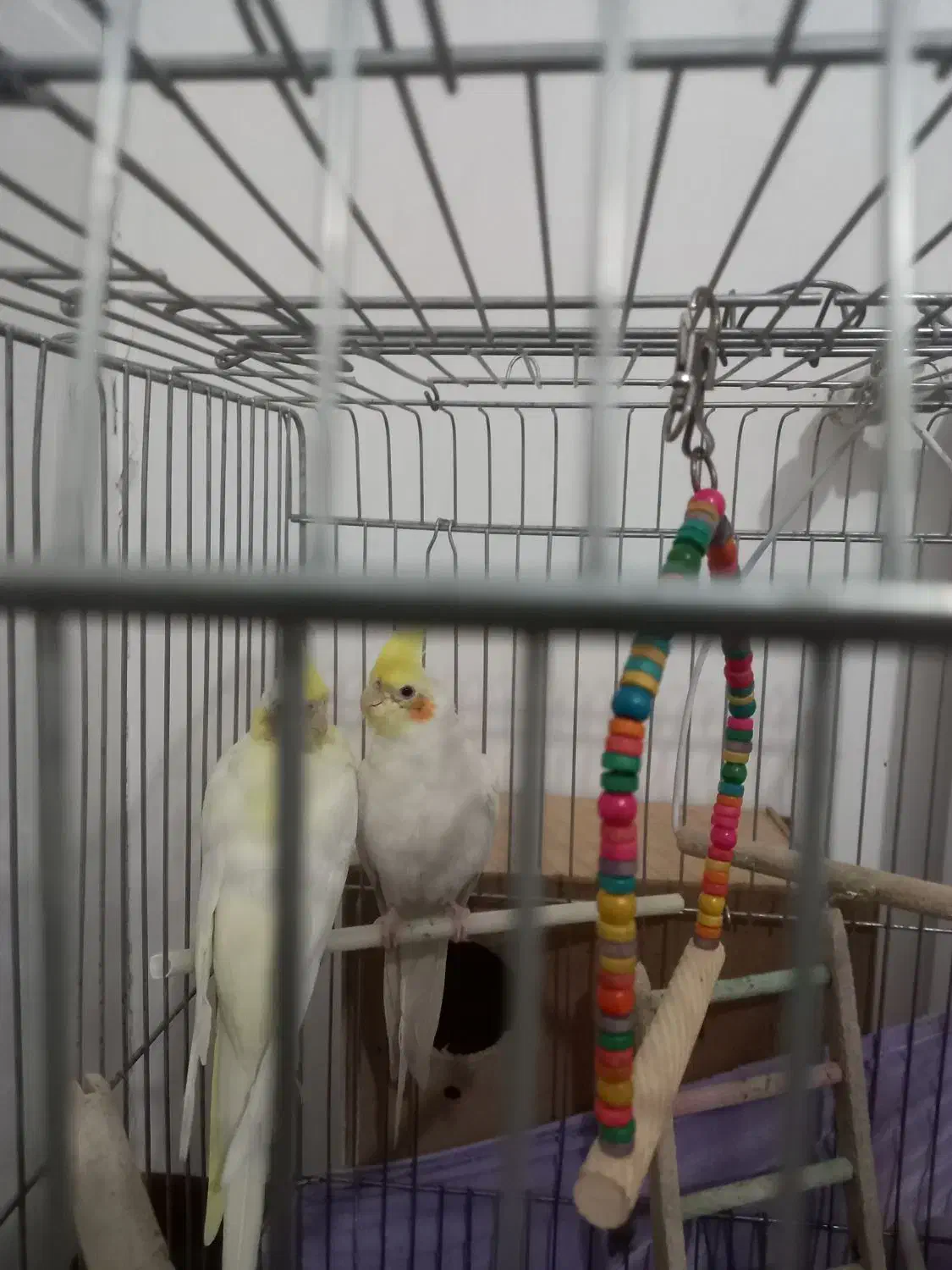 یک جفت عروس هلندی|پرنده|نسیم‌شهر, |دیوار