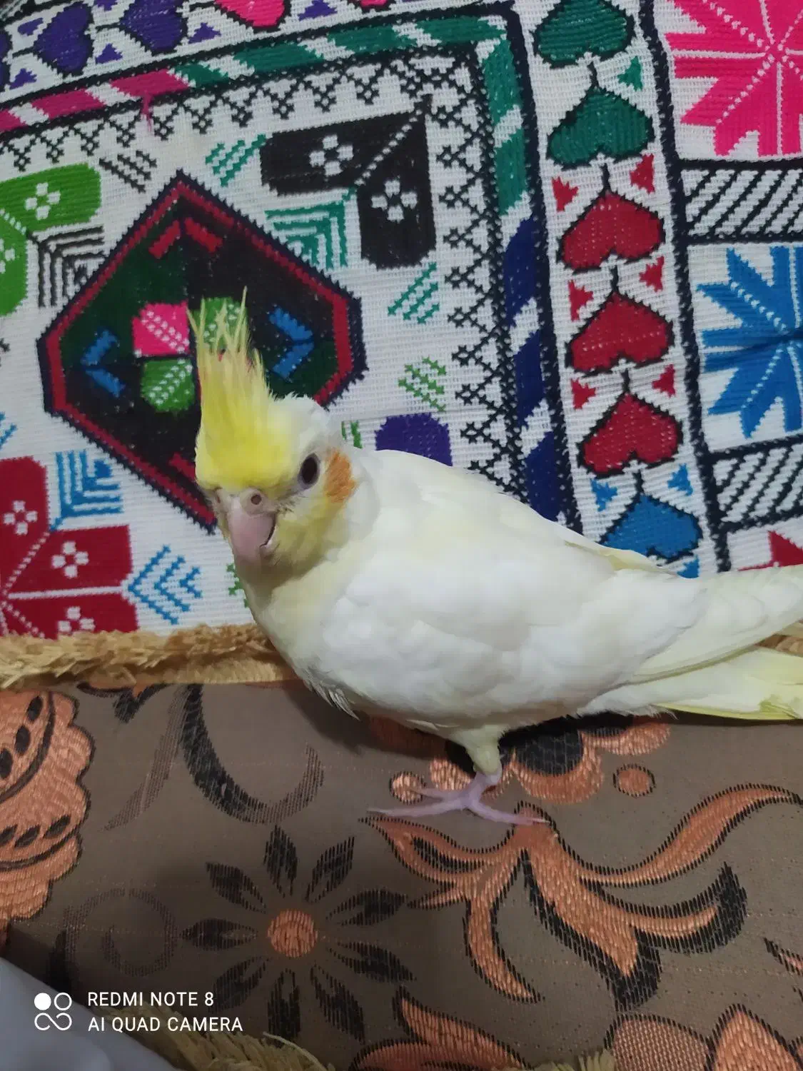 عروس هلندی|پرنده|ایرانشهر, |دیوار