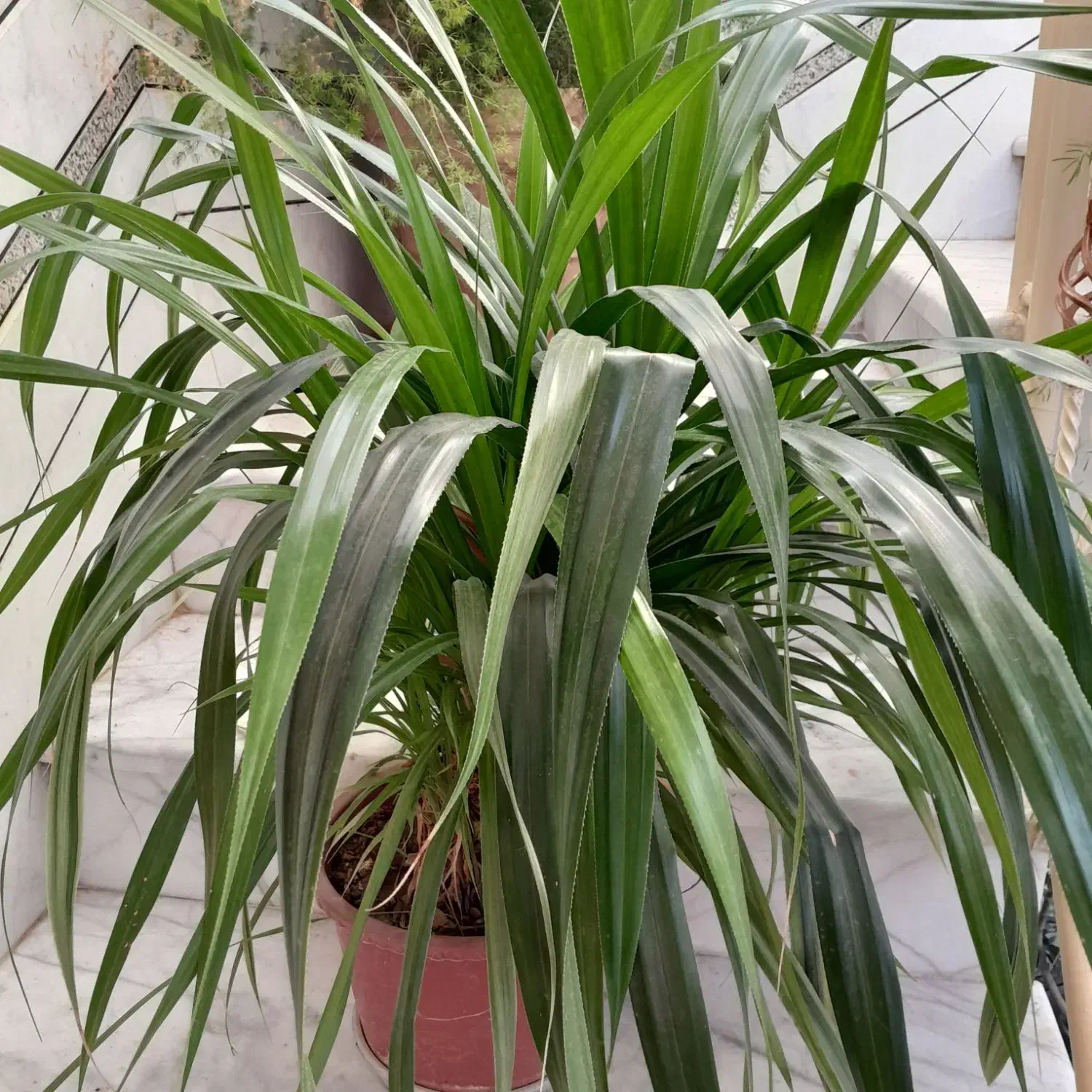 گل اپارتمانی|گل و گیاه طبیعی|خمینیشهر, |دیوار