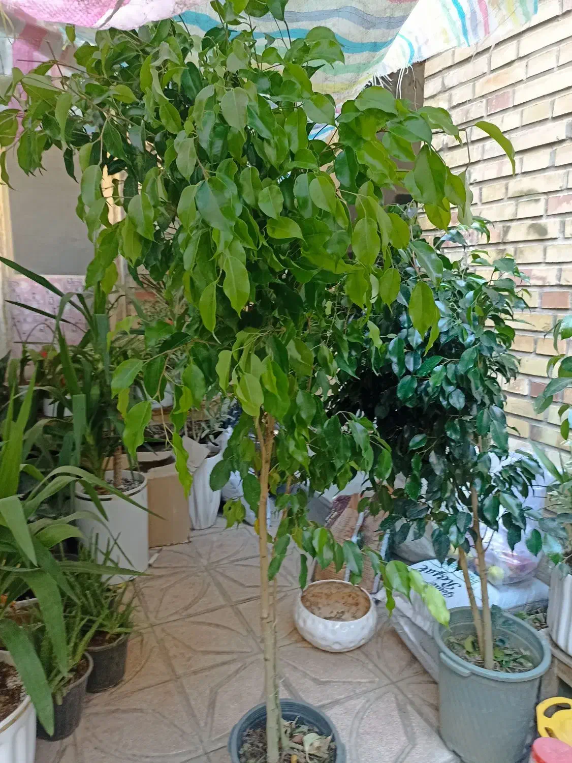 گل درخچه بنجامین بلک وسبز بارتفاع یک ونیم متربه|گل و گیاه طبیعی|تبریز, |دیوار