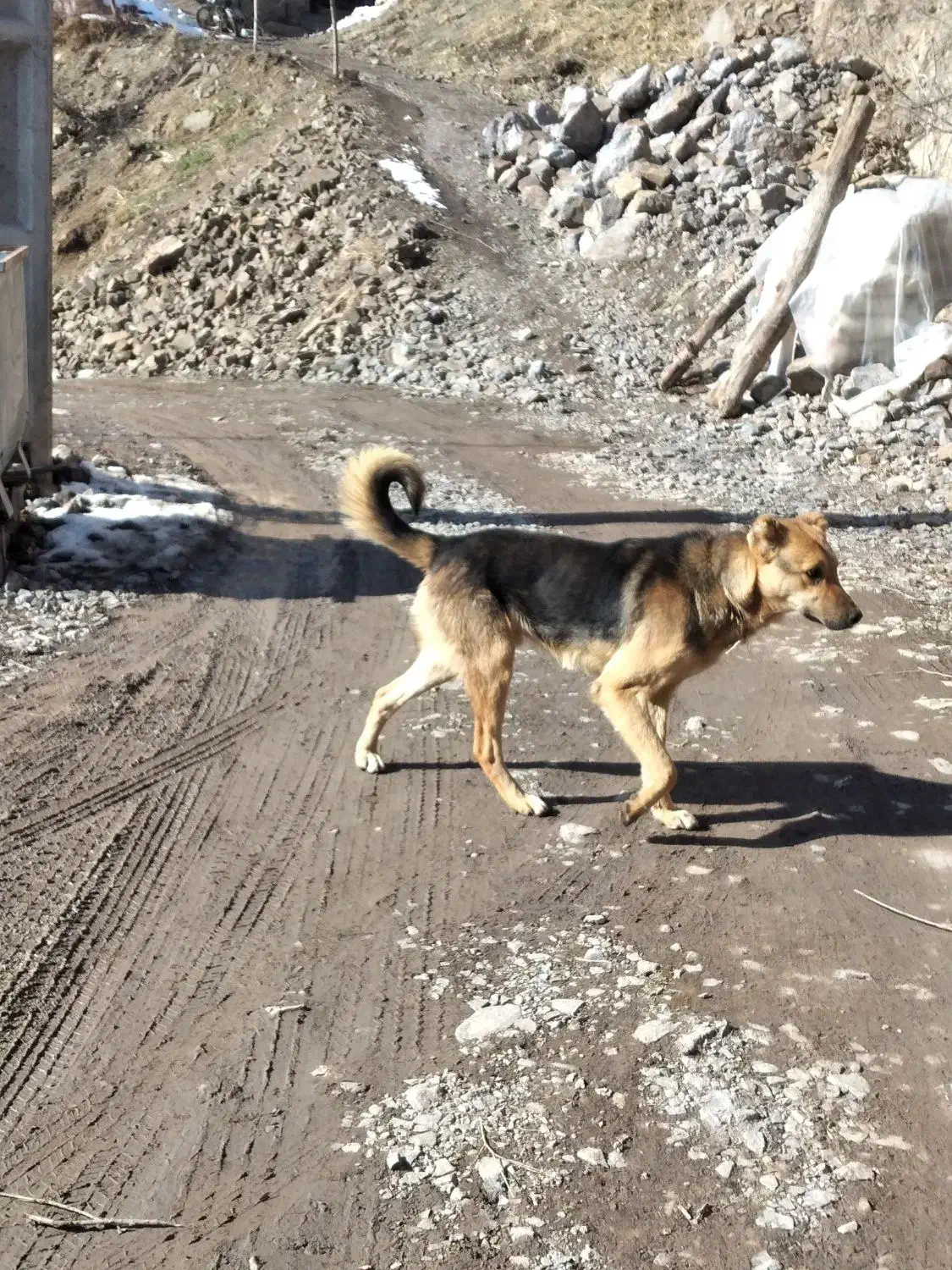 سگ ن|سگ|لوشان, |دیوار