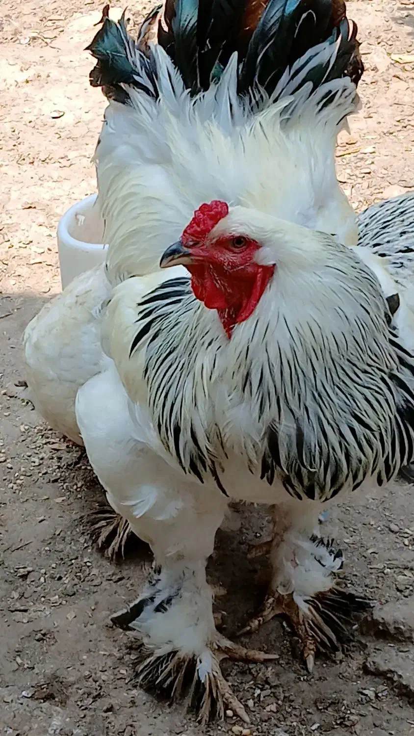 تخم مرغ برهما اصل رمانی|حیوانات مزرعه|سنگر, |دیوار