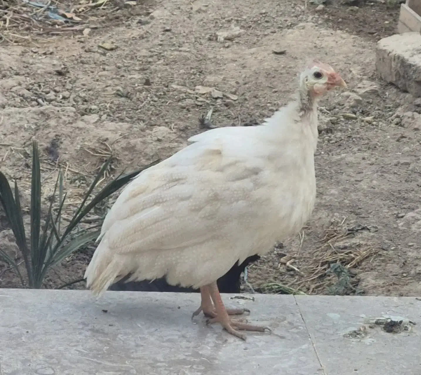 نوچه مرغ و مرغ شاخدار سفید|حیوانات مزرعه|قم, پردیسان|دیوار