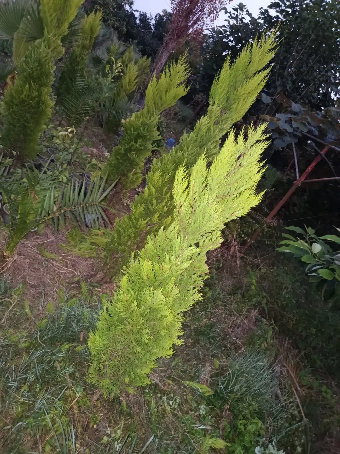 فروش لافسون|گل و گیاه طبیعی|نشتارود, |دیوار