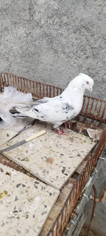 کبوتر|پرنده|شیراز, کوشک میدان|دیوار