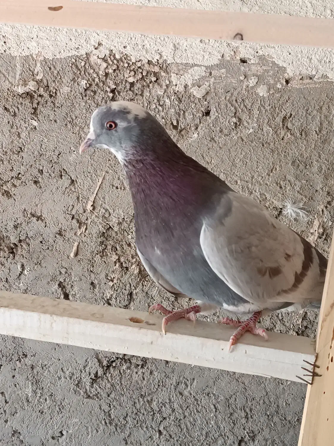 کبوتر پرشی|پرنده|خمینی‌شهر, |دیوار