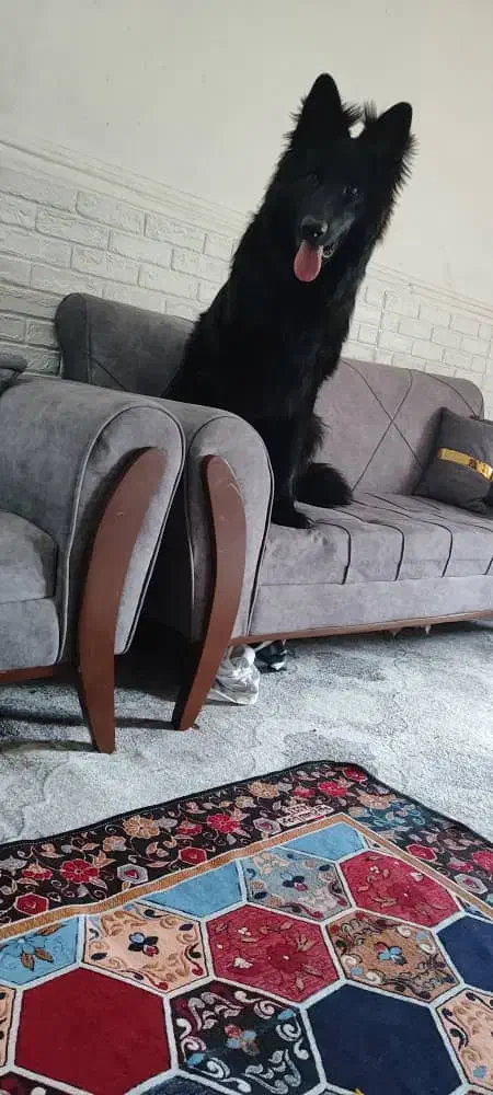 سگ ژرمن بلک شولاین|سگ|مشهد, حرم مطهر رضوی|دیوار