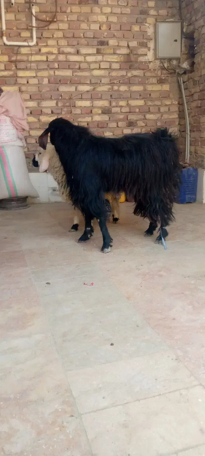 بره و کهره نر|حیوانات مزرعه|زابل, |دیوار