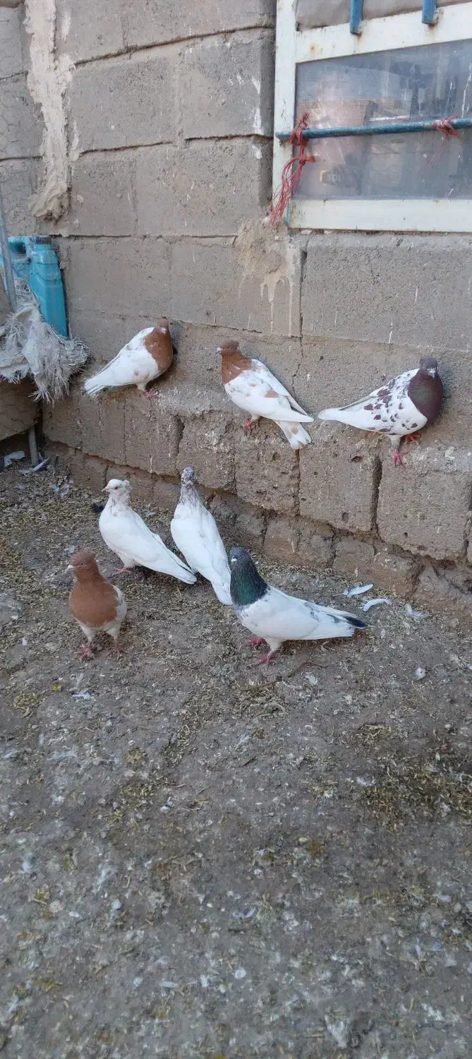 فروش کبوتر کله کاکلی|پرنده|چهاربرج, |دیوار