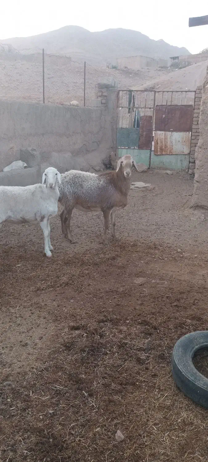 بره و شیشک|حیوانات مزرعه|نیمبلوک, |دیوار