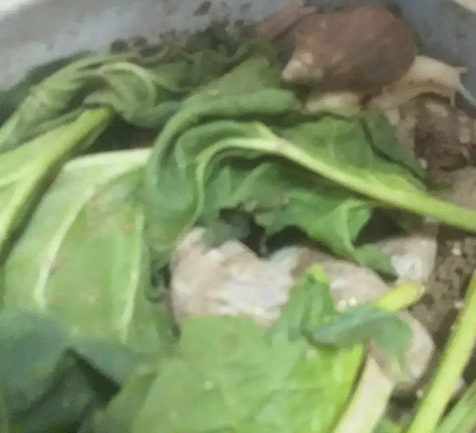 حلزون|خزنده|آران و بیدگل, |دیوار