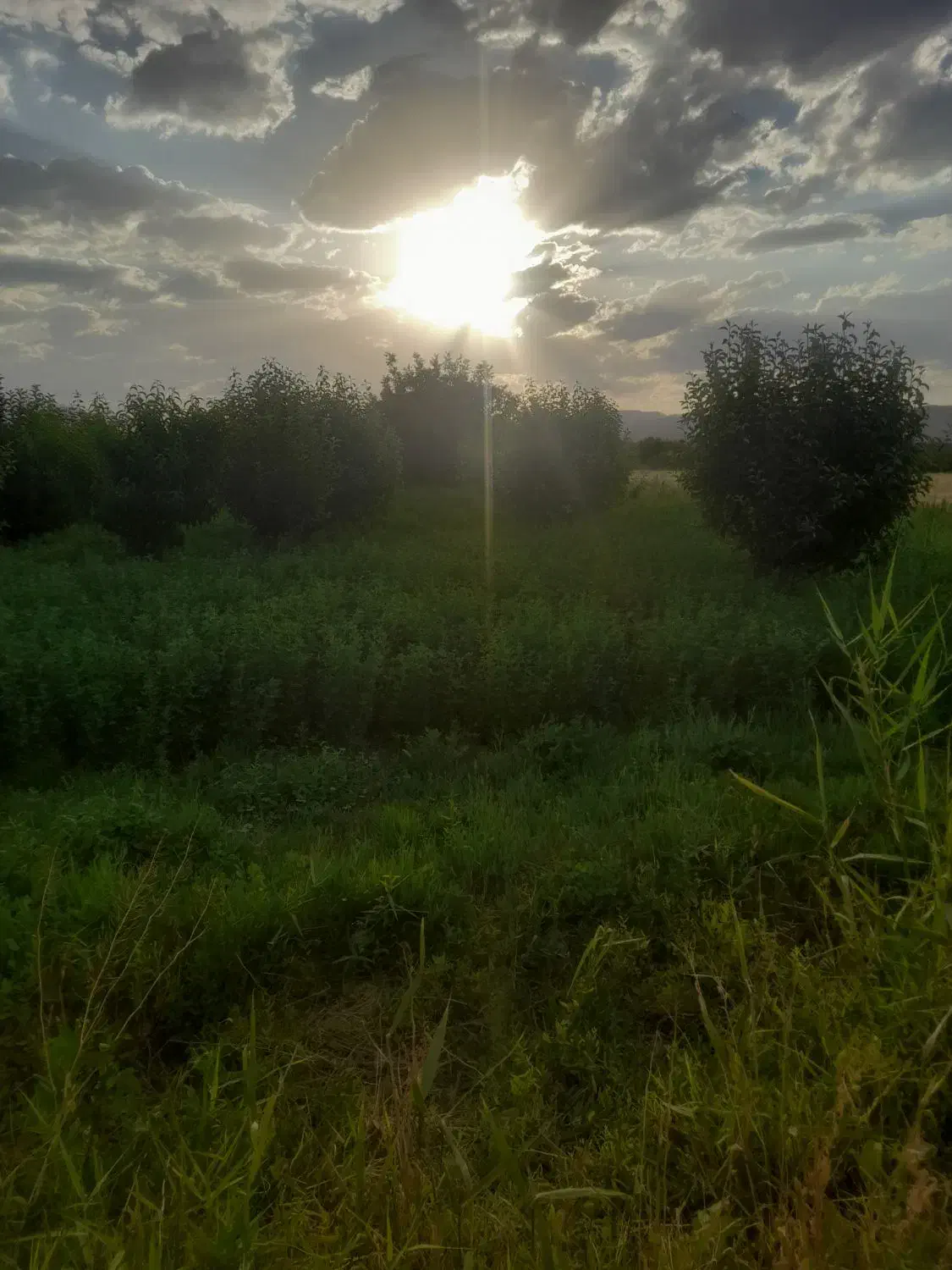 باغچه با میوه های صادراتی|فروش دفتر صنعتی، کشاورزی، تجاری|نوشین شهر, |دیوار