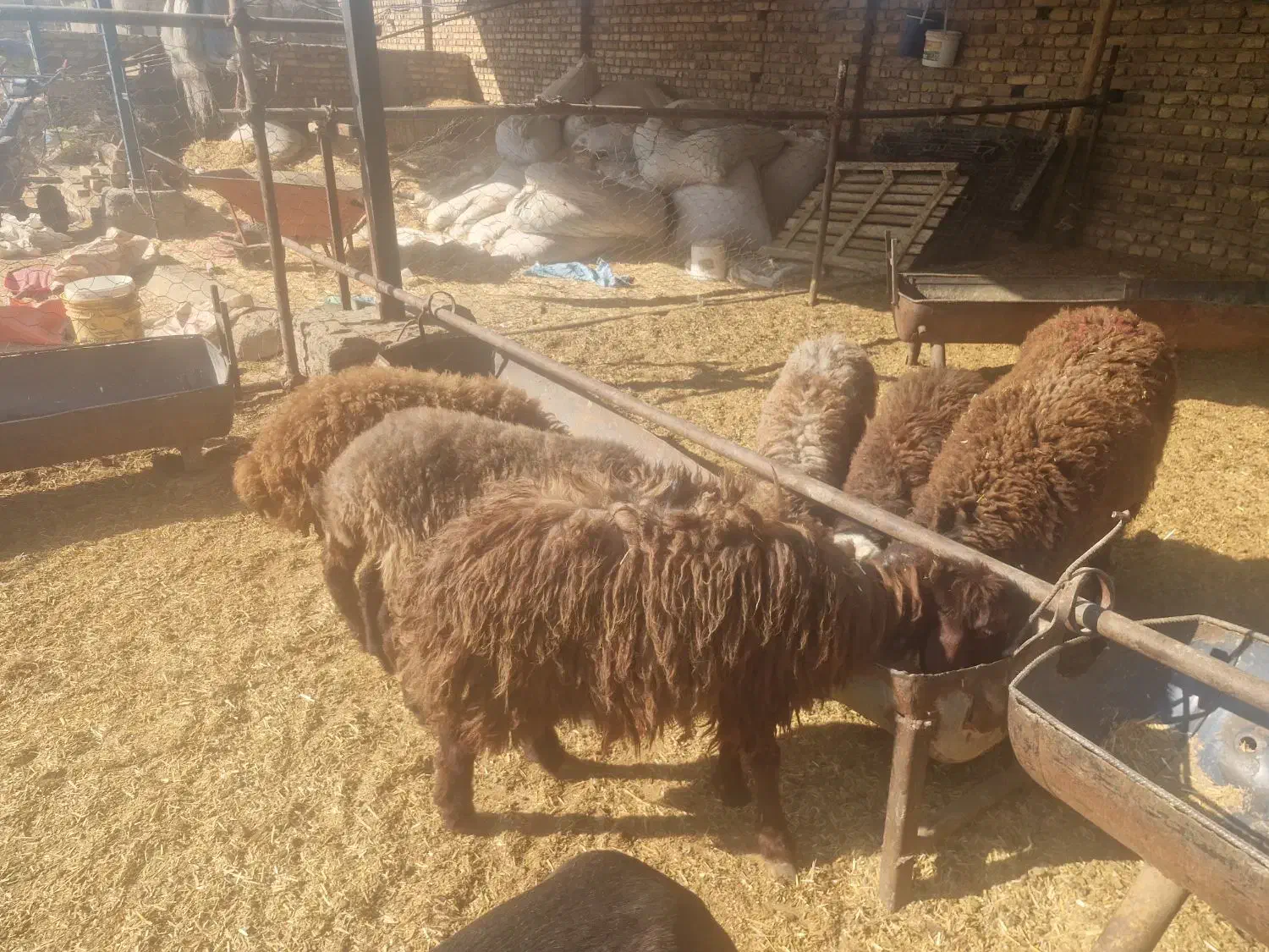 بره ماده شال پشند|حیوانات مزرعه|بشاریات, |دیوار