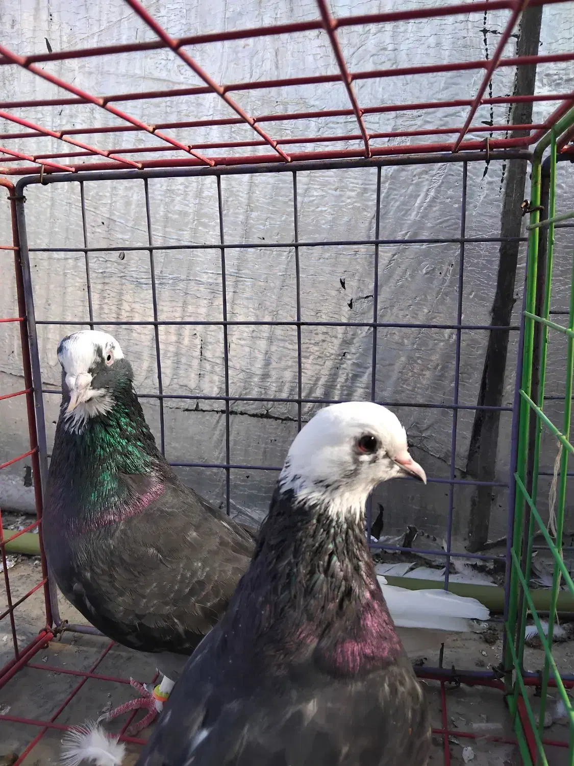 کبوتر|پرنده|فاضل آباد, |دیوار