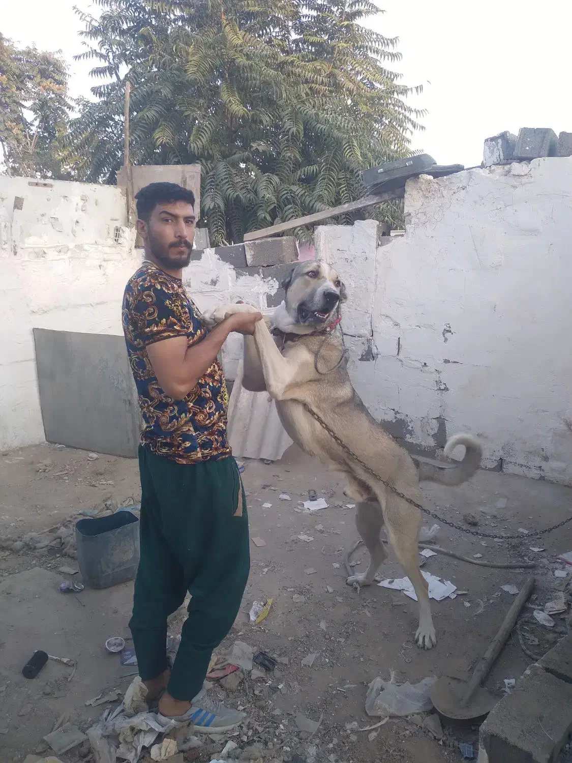 سگ سراب|سگ|مشهد, امیرآباد|دیوار