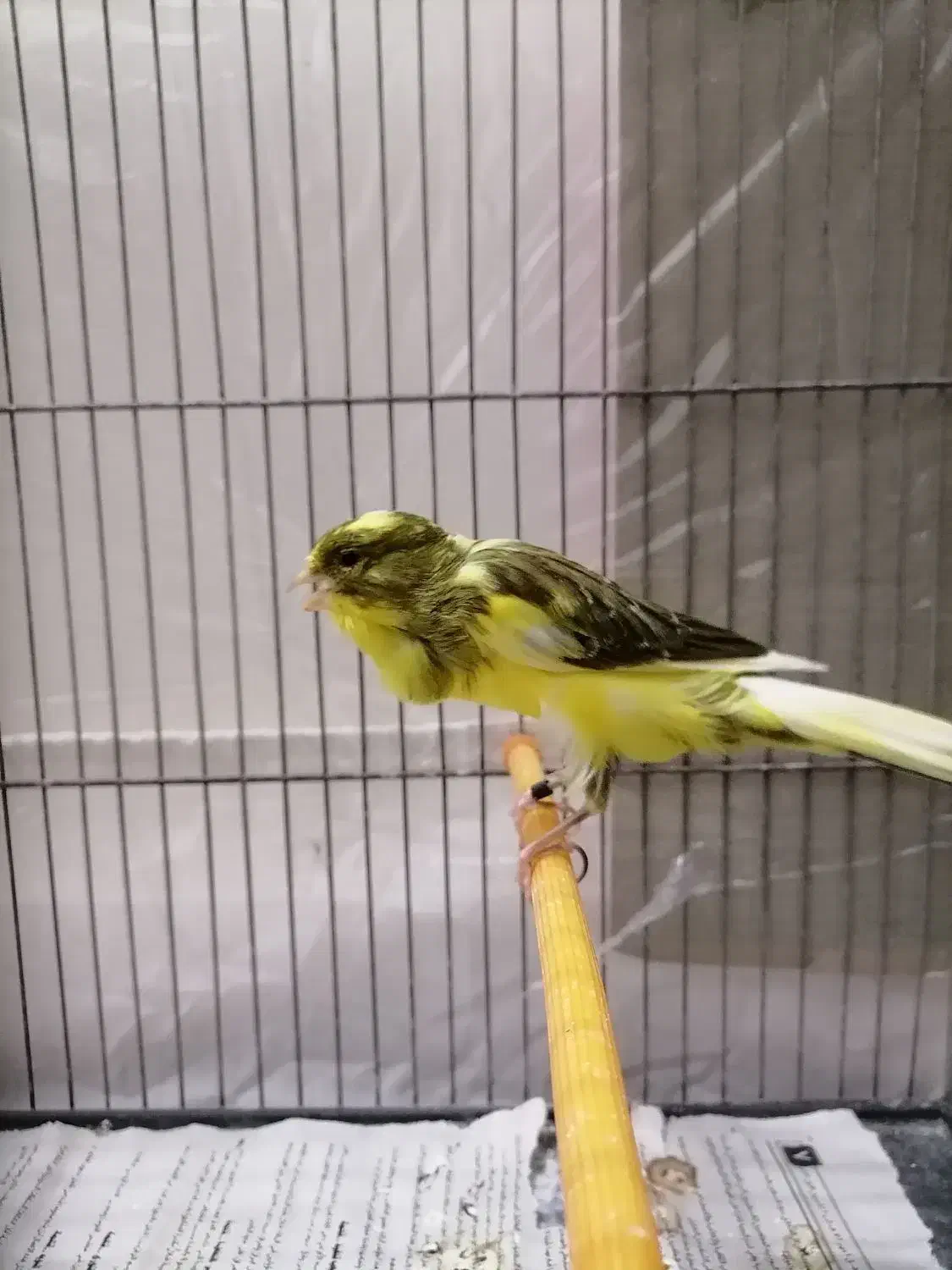 قناری ماده رسمی بلند|پرنده|تهران, جابری|دیوار