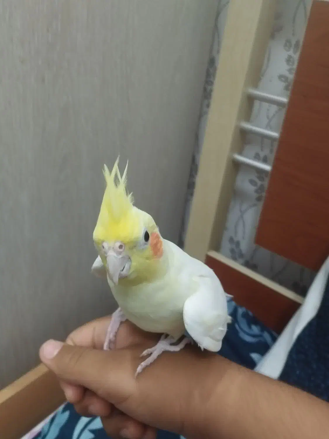 عروس هلندی کاملا سالم و دستی|پرنده|خشت, |دیوار