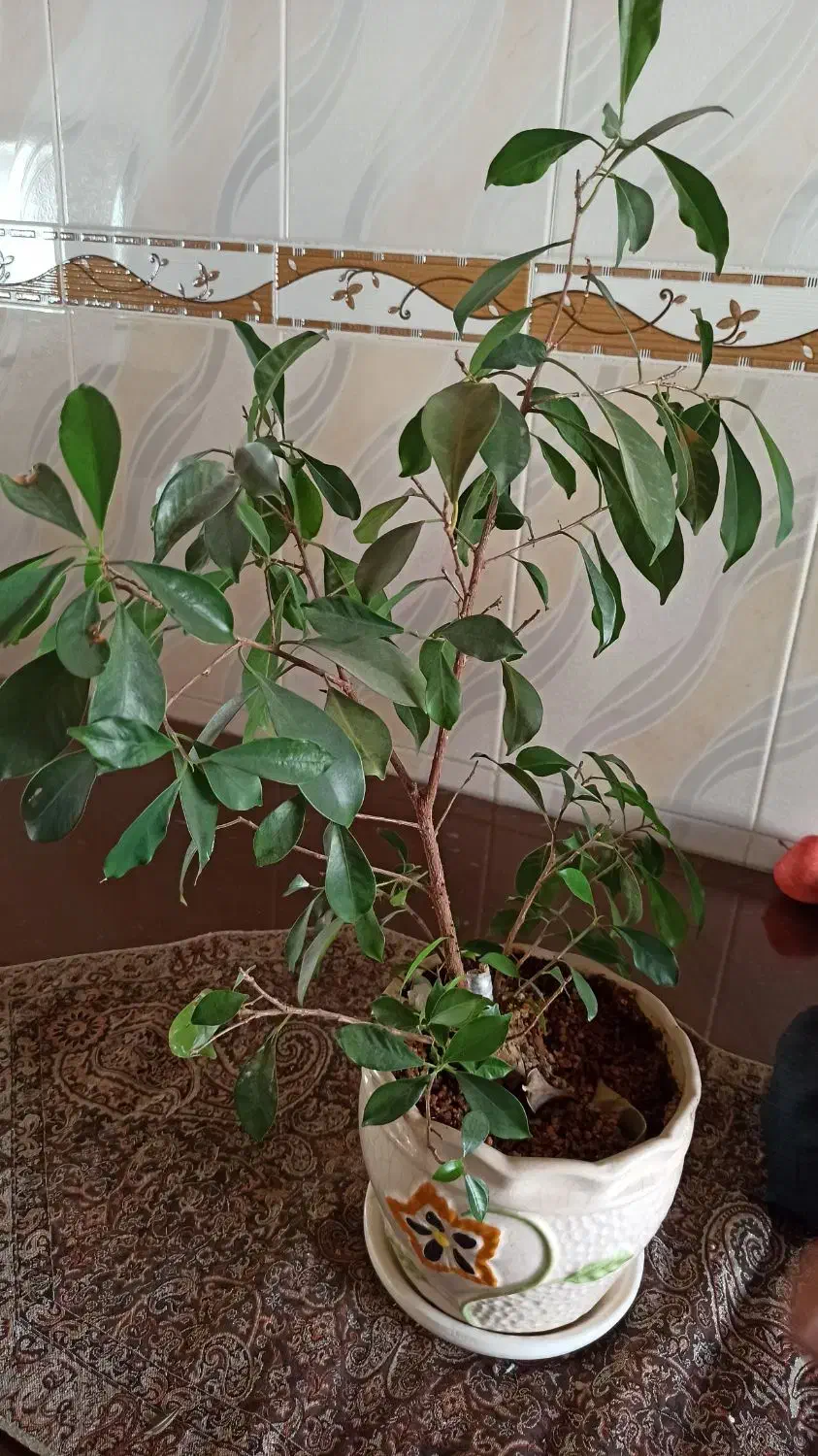 گل طبیعی درخچه ای بنسای|گل و گیاه طبیعی|دیواندره, |دیوار