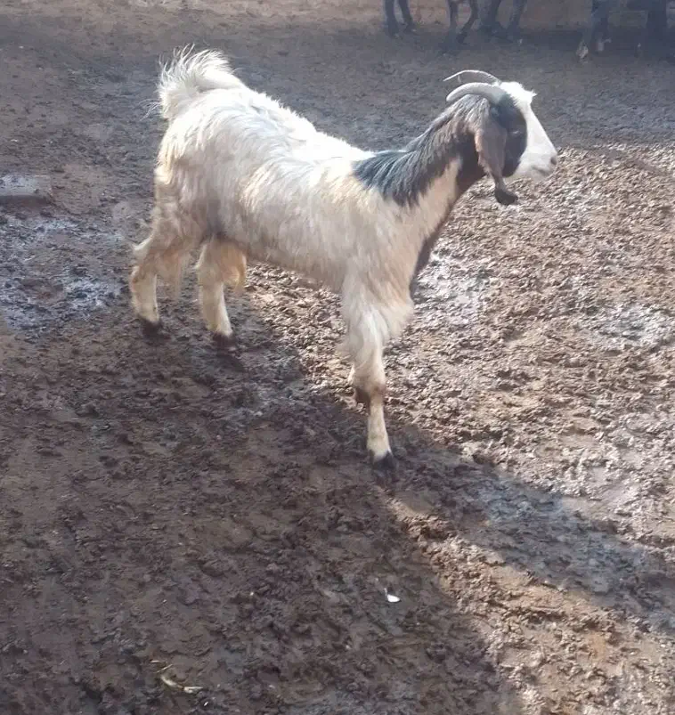 بز غاله دورگ پاکستانی|حیوانات مزرعه|رامند, |دیوار