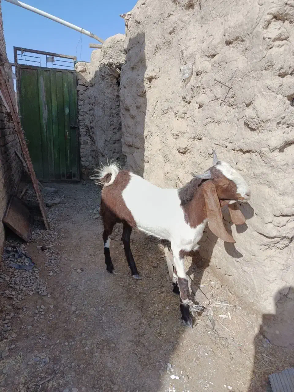 کهره مری اصل|حیوانات مزرعه|نیمروز, |دیوار