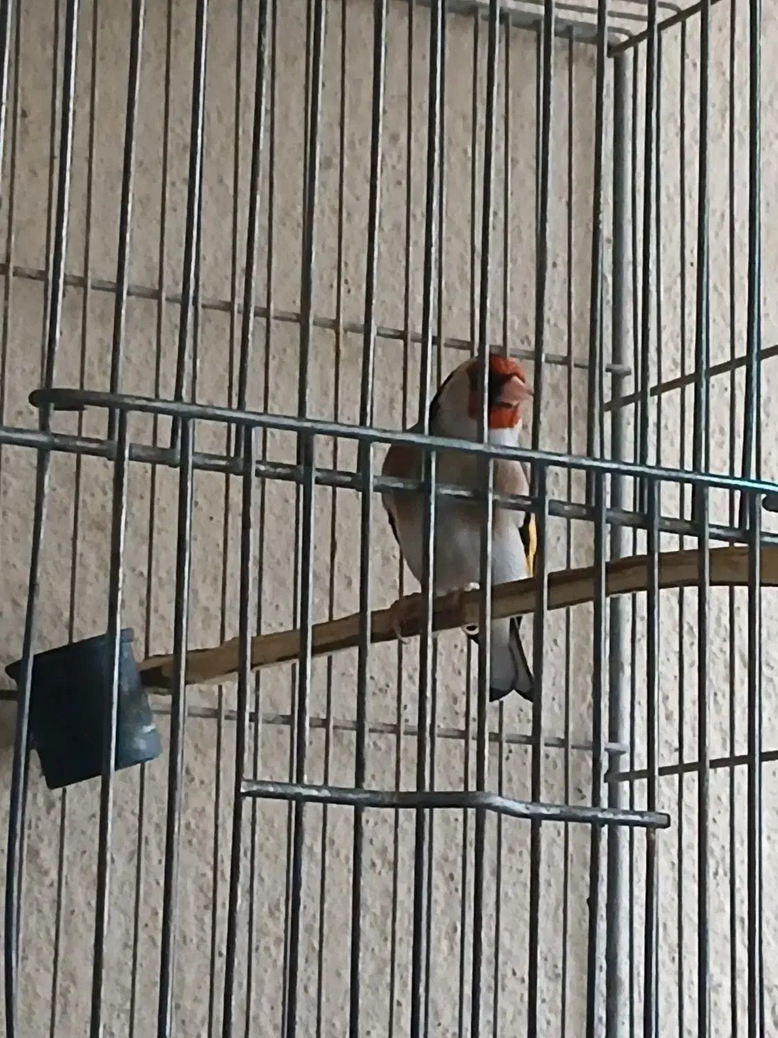 سهره|پرنده|شهر ری, دولتآباد|دیوار