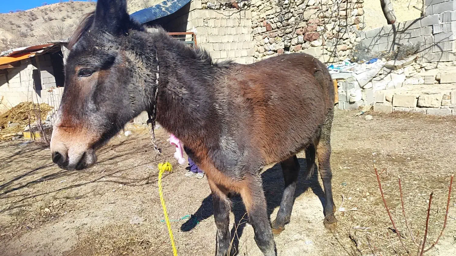 قاطرنر|حیوانات مزرعه|سیسخت, |دیوار