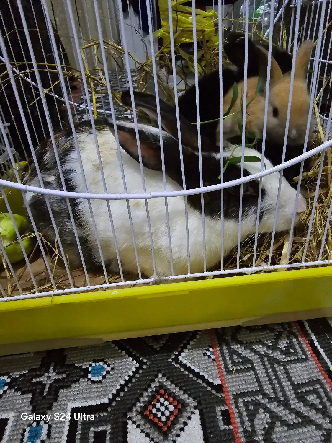 فروش خرگوش|موش و خرگوش|شلمان, |دیوار