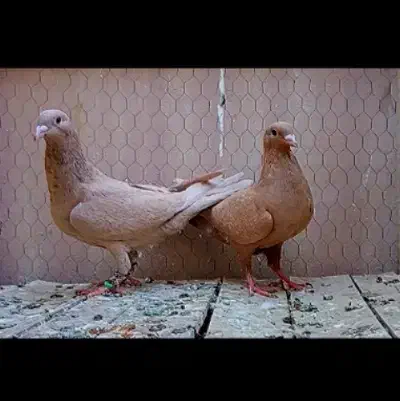 چند جفت حیوون فوق العاده عتیقه|پرنده|مه ولات, |دیوار