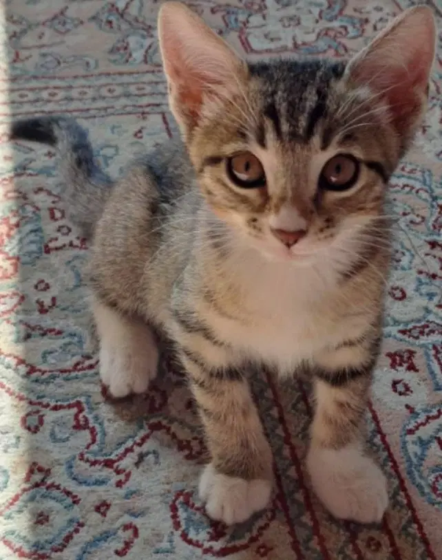 گربه DSH|گربه|رشت, خمیران زاهدان|دیوار