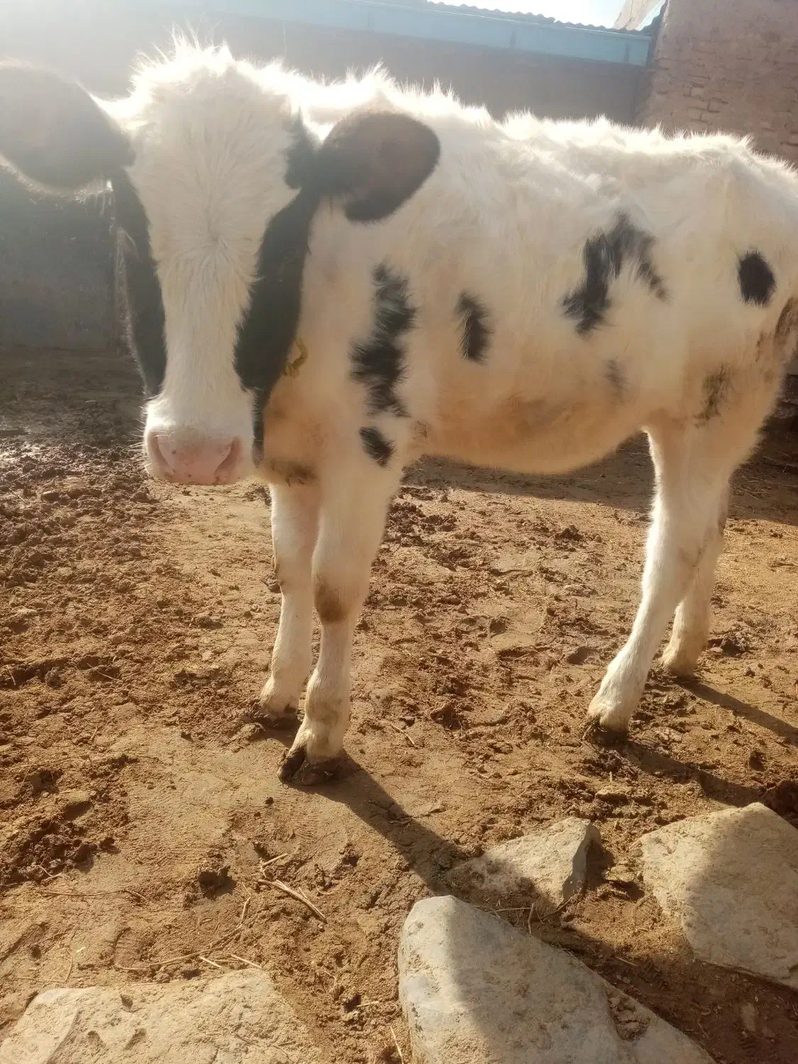 گوساله نژادشیری|حیوانات مزرعه|فیروزآباد (آذربایجان), |دیوار