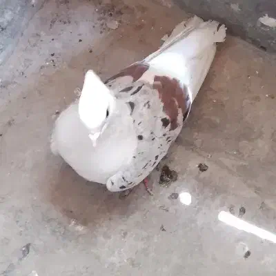 نر پلنگ|پرنده|بروجرد, |دیوار