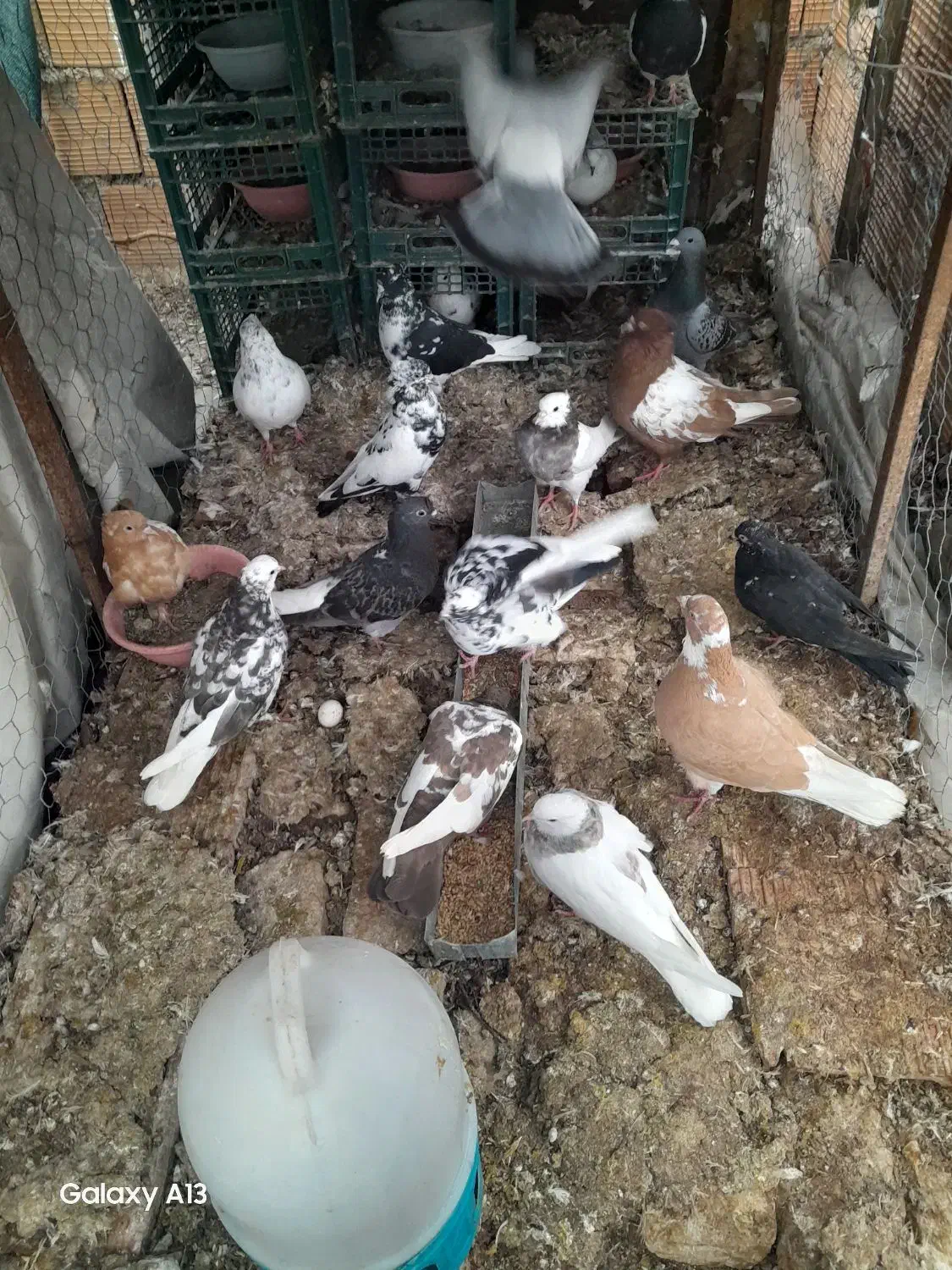 کبوتر|پرنده|مینودشت, |دیوار