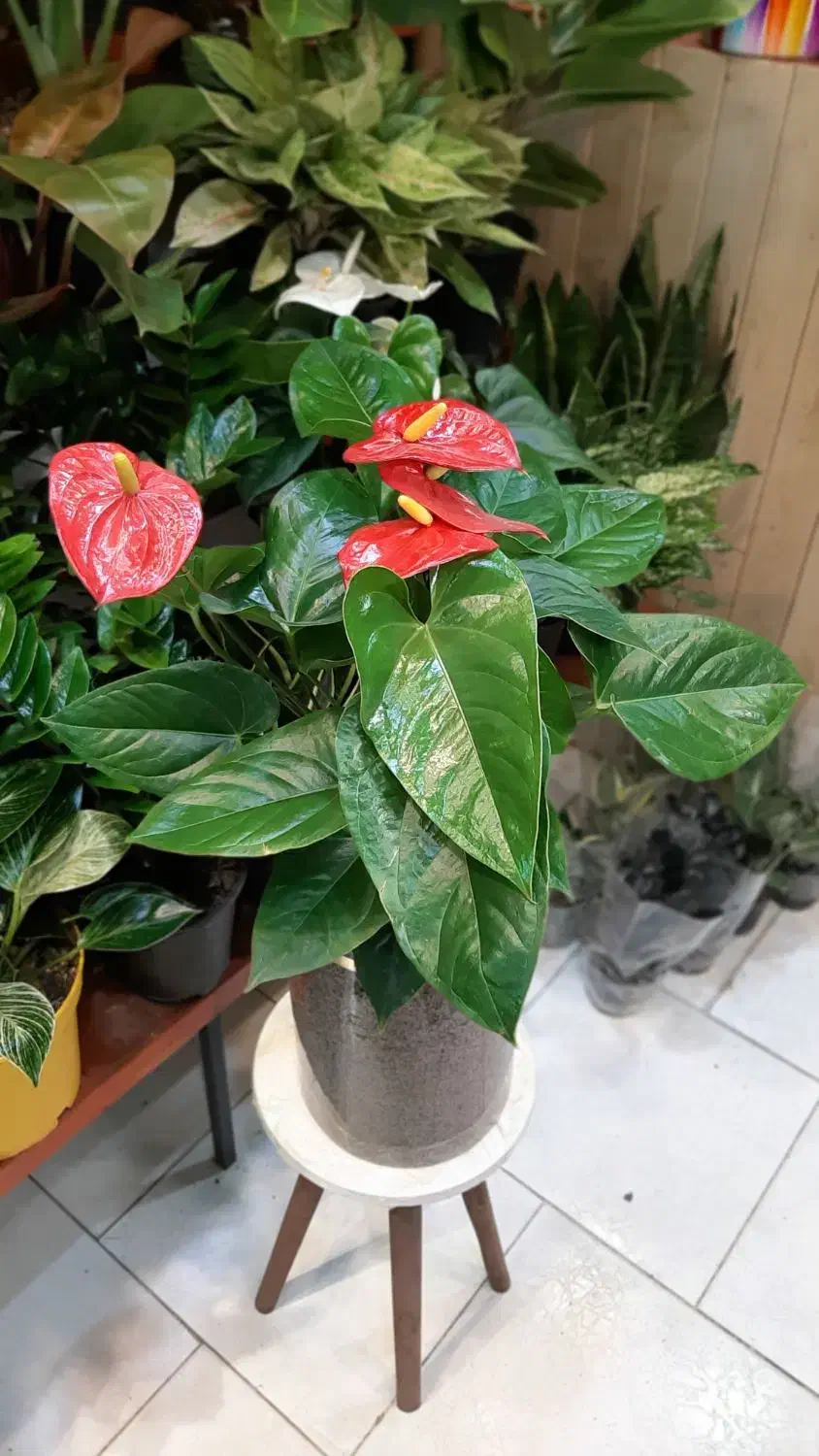 آنتریوم/گل گیاه آپارتمانی/زاموفیلیا بونسای|گل و گیاه طبیعی|فردیس, فردیس|دیوار