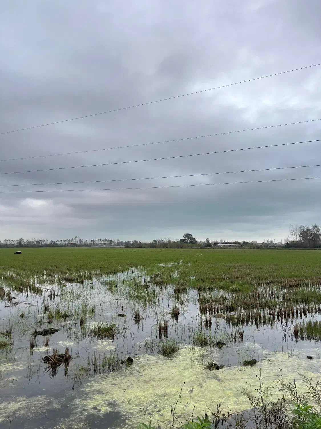 سند تک برگ فرصتی که تا ۶ ماه دیگرفقط حسرتش میماند|فروش زمین و ملک کلنگی|آستارا, |دیوار